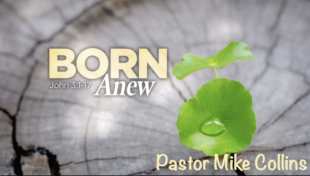 Born Anew Artwork for Born Anew