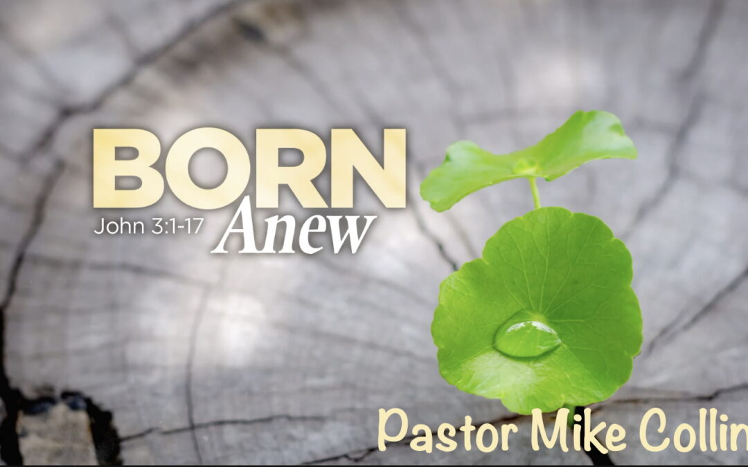 Born Anew